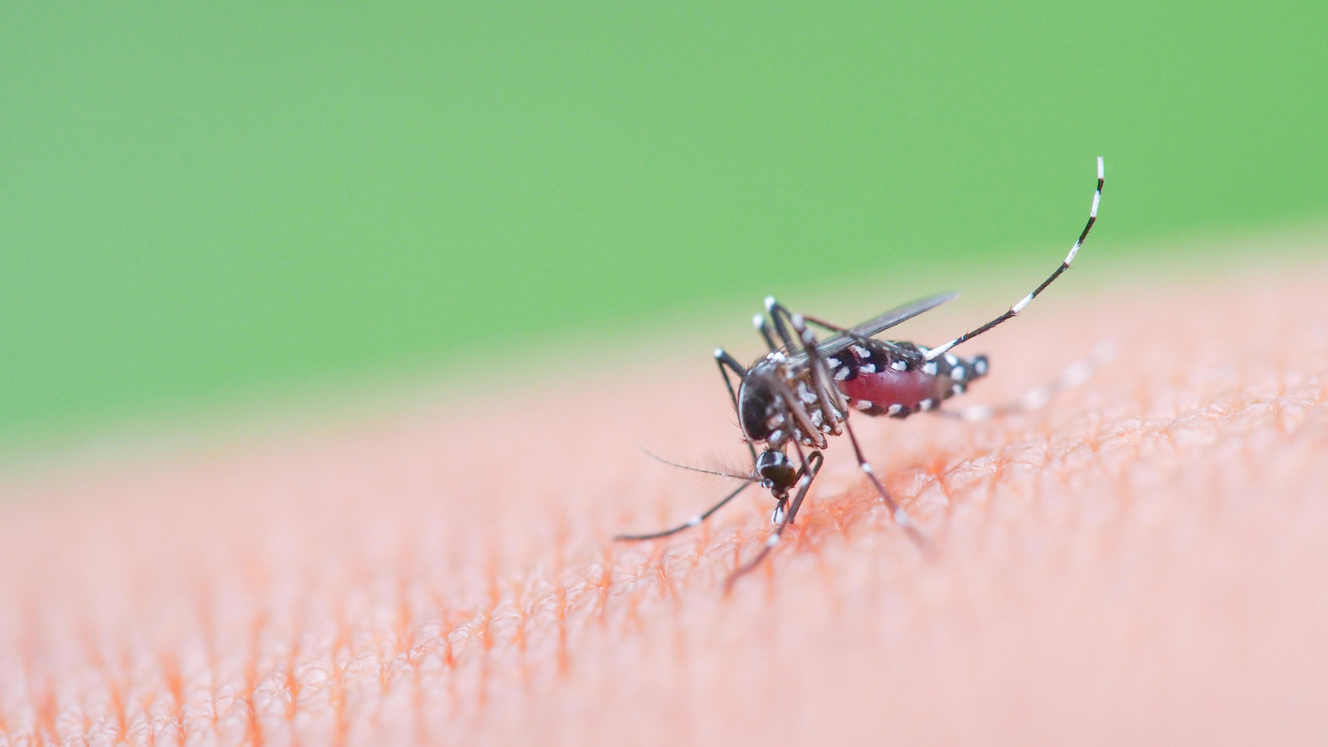 Pinellas joins Tampa Bay dengue fever emergency declarations