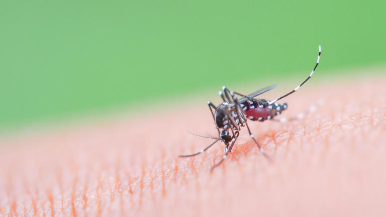 Pinellas joins Tampa Bay dengue fever emergency declarations