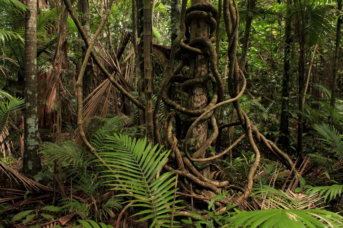 Australia's rainforests now release more carbon than they absorb,  scientists warn