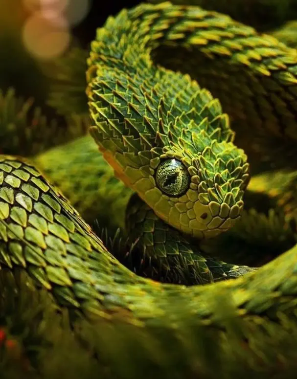 Cobra de escamas ásperas impressiona biólogos por suas cores brilhantes e veneno potente