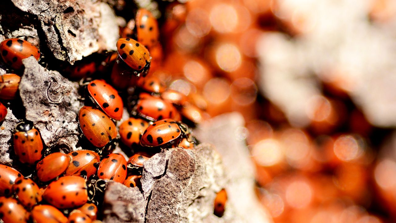 Those aren't friendly ladybugs in your house — how to spot and repel ...