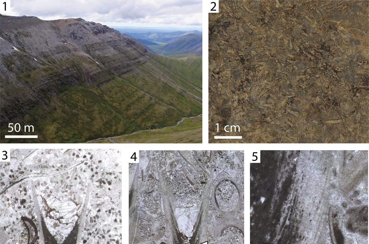 A skeleton and a shell? Ancient fossil finally finds home on the tree ...