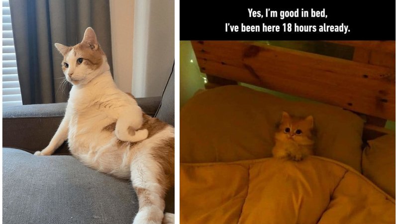 26 Images Of Cats Being Relatable To Humans