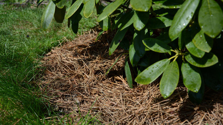 Start Your Fall Rhododendron Tasks Now For Beautiful Spring Blooms