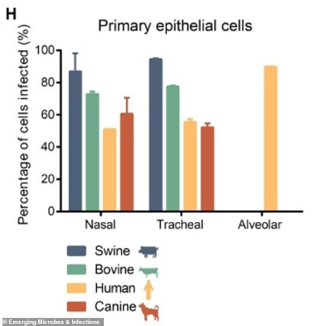 График количественно оценивает способность вируса заражать клетки свиней, коров, людей и собак. Для каждого вида он показывает уровень инфицирования в выращенных в лаборатории клетках, которые имитируют три различные части дыхательных путей: носовой ход, трахею и легкие (альвеолярные)