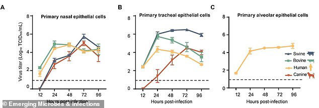Линейные графики отслеживают рост вируса D/HY11 в течение 96 часов в выращенных в лаборатории клетках из носового хода (A), дыхательного горла (B) и легких (C) четырех различных видов. Они показывают, что вирус эффективно реплицируется в клетках человека, коровы и свиньи во всех трех дыхательных областях, достигая высоких концентраций