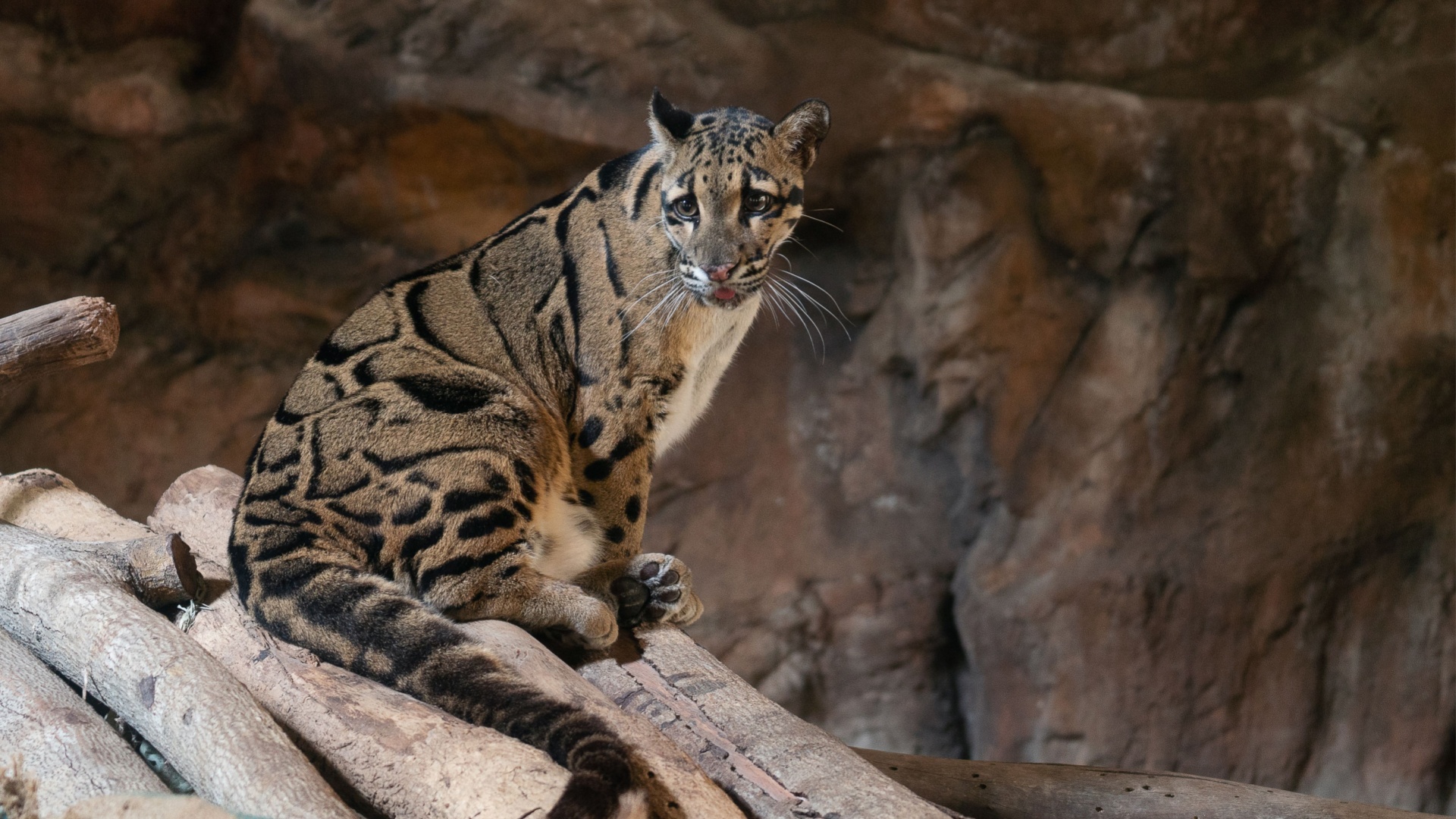 The World’s Most Elusive Wild Cats And Where You Might Spot Them