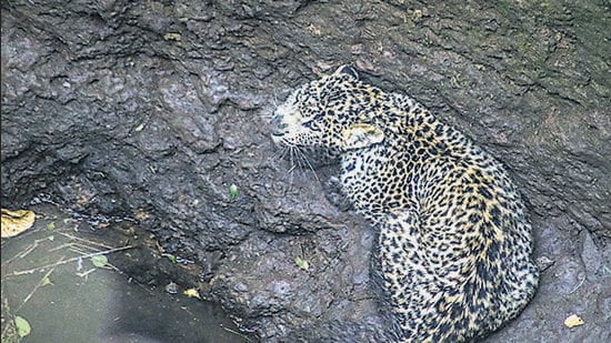 Shirur to get dedicated leopard rescue centre