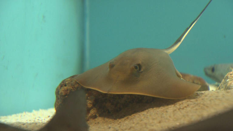 【なぜ？】海の生き物「エイ」 広島県内で目撃相次ぐ｜地球派宣言