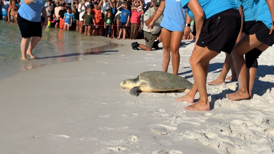 Rehabilitated sea turtles return to the Gulf