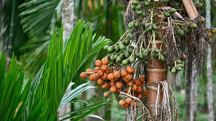 Government Bans Import Of Roasted Areca Nut Priced Below Rs 351 Per Kg