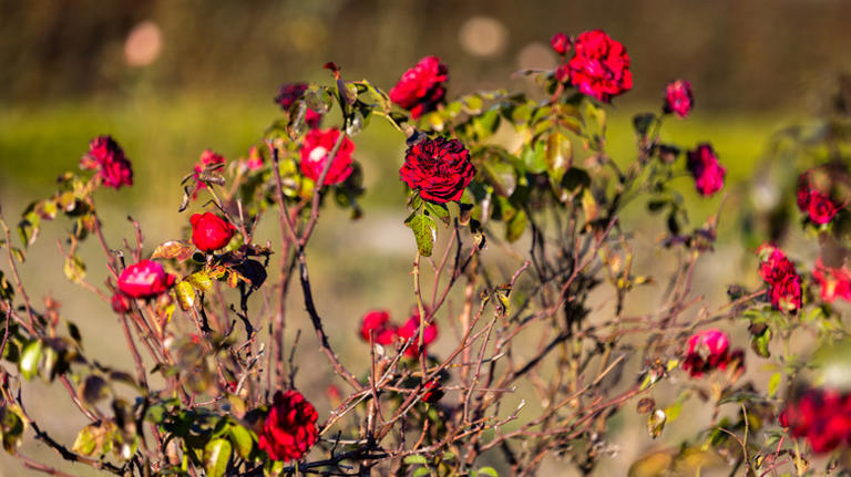 The Nasty Rose Pest That Shows Up More In The Fall