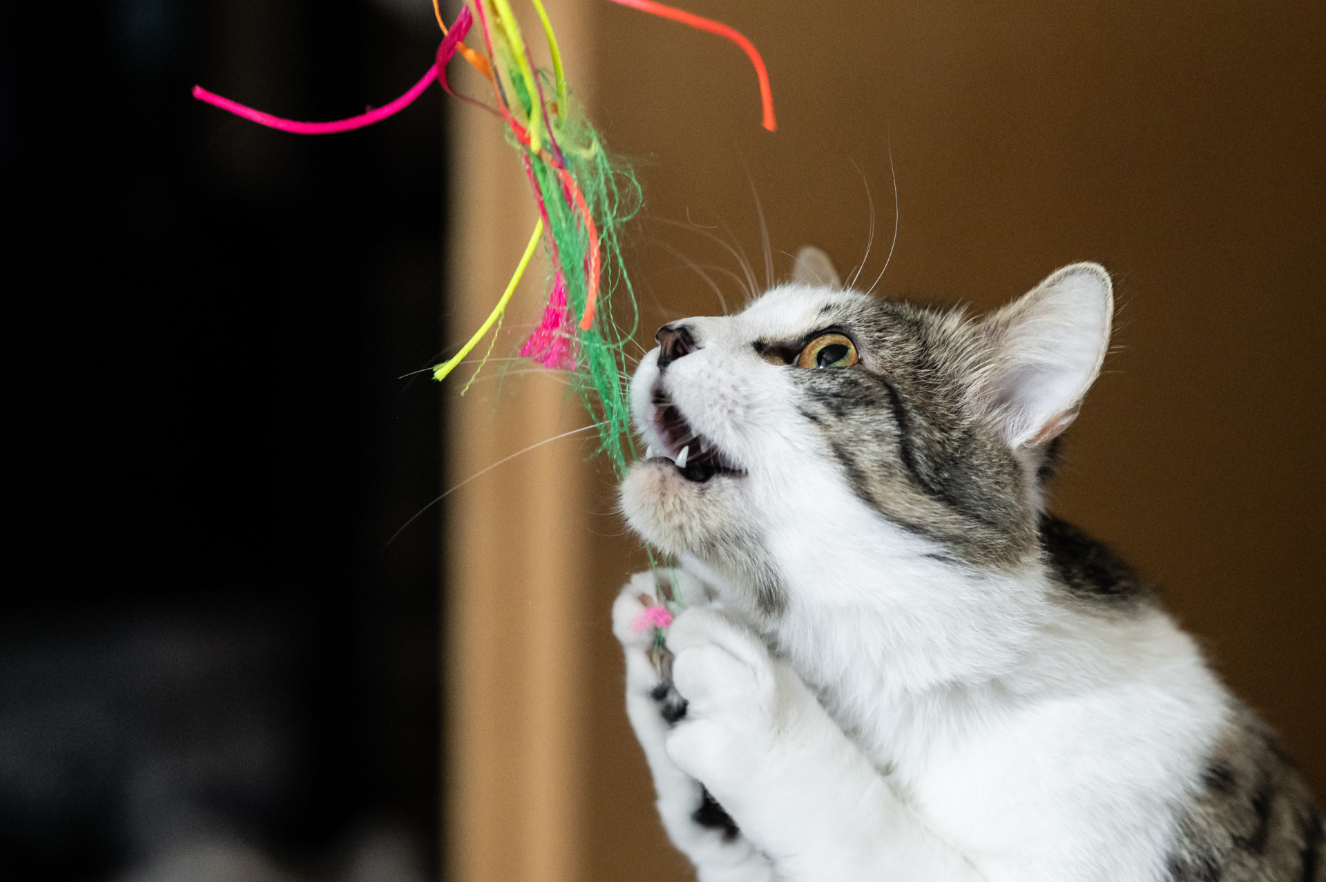 Diese Katzenrassen spielen am liebsten