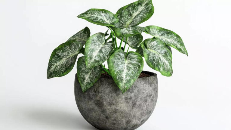 Top 10 easy indoor plants for beginners: Low-maintenance greenery that ...
