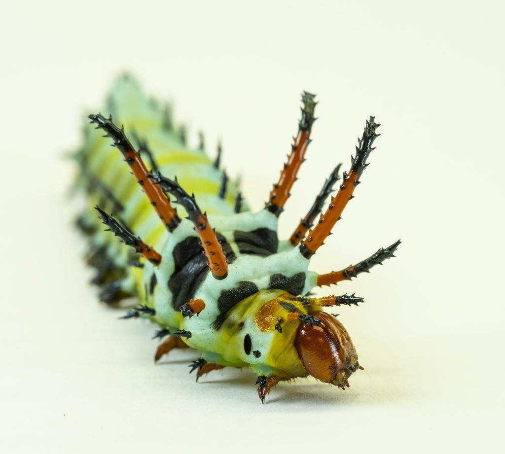 ‘Bugs, Bones, and Brews’ await at First Magnitude on Oct. 23