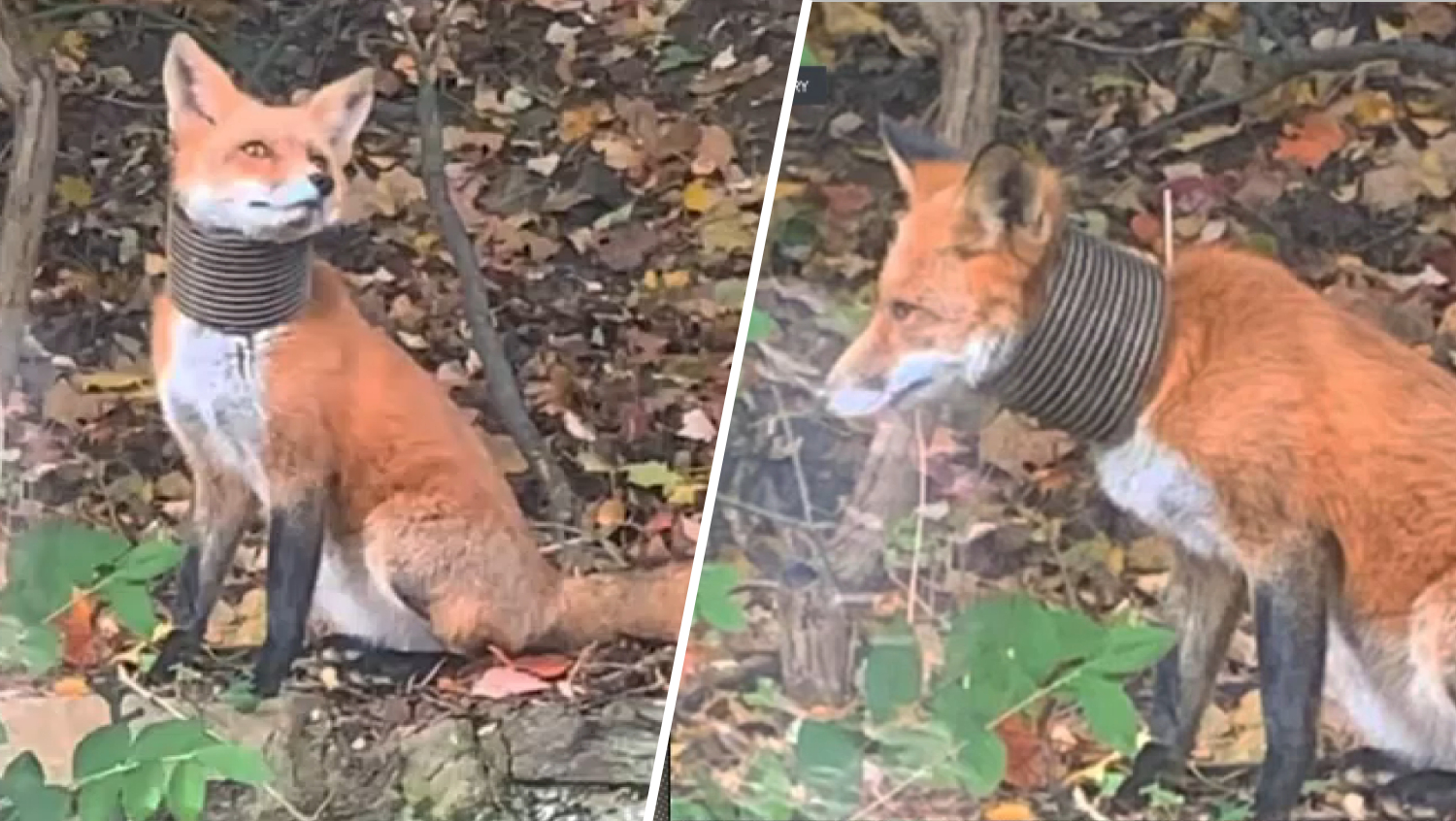 Dog rescue group trying to save a fox with a pipe around its neck in Delco
