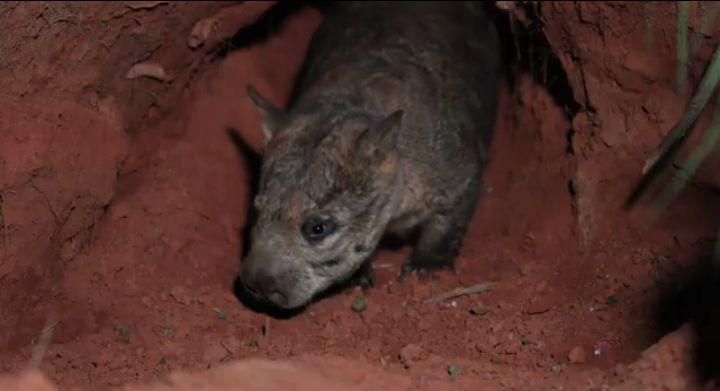 5 Spesies Hewan Berkantung Paling Langka di Australia 3 AA1P0CzF