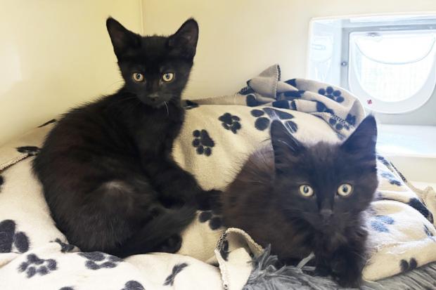 Meet the adorable kittens looking for a home from RSPCA centre in Essex