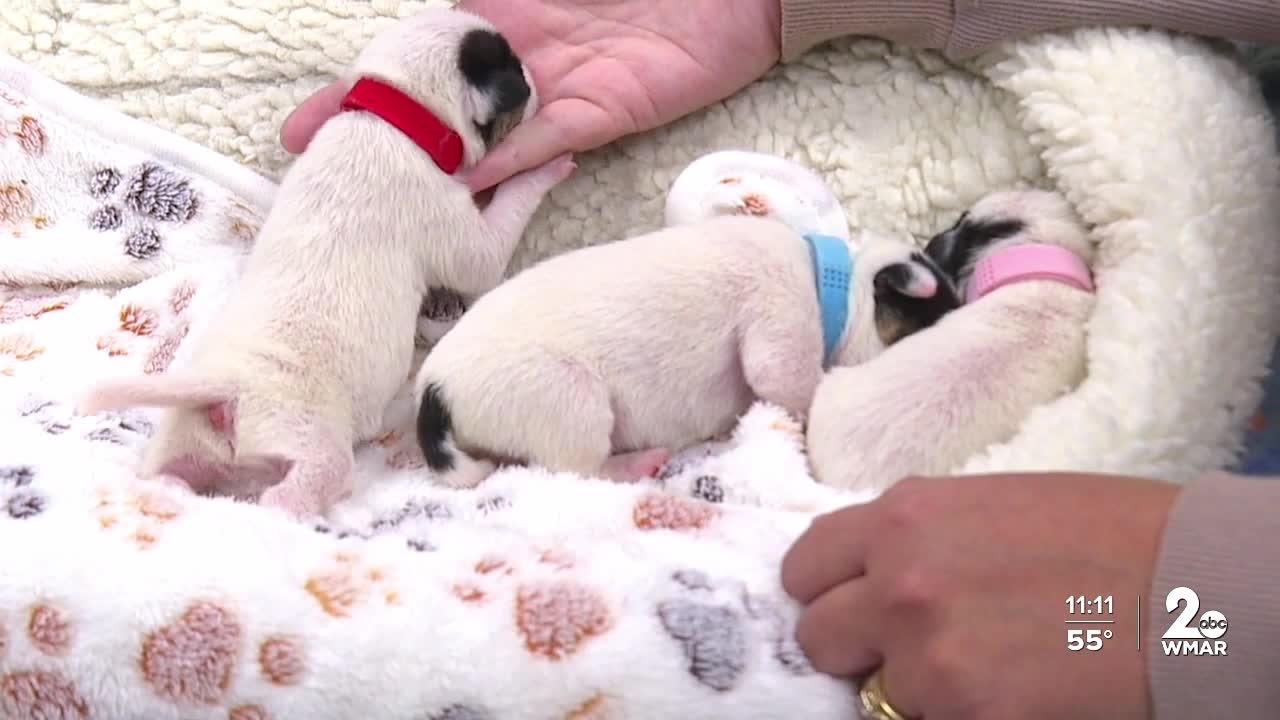 One of four newborn puppies die after being discovered abandoned in Belcamp