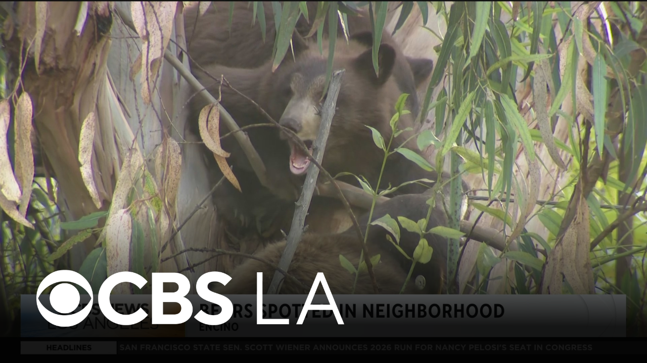 Family of bears spotted lounging in trees over Encino neighborhood