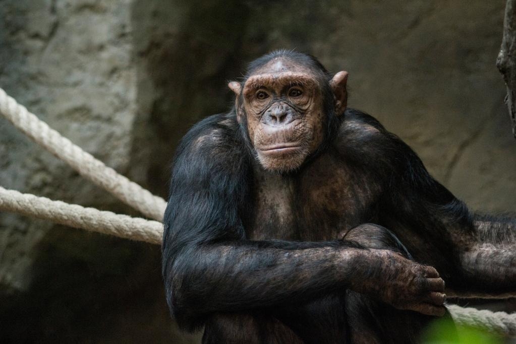 Vụ kiện 'đòi quyền con người cho tinh tinh' ở Mỹ