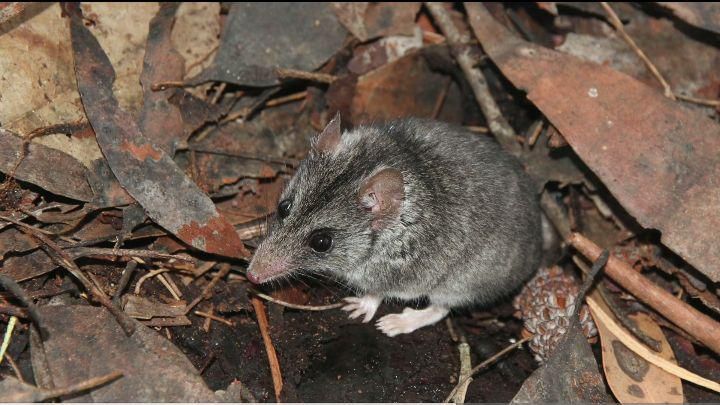 5 Spesies Hewan Berkantung Paling Langka di Australia 2 AA1P0qLk