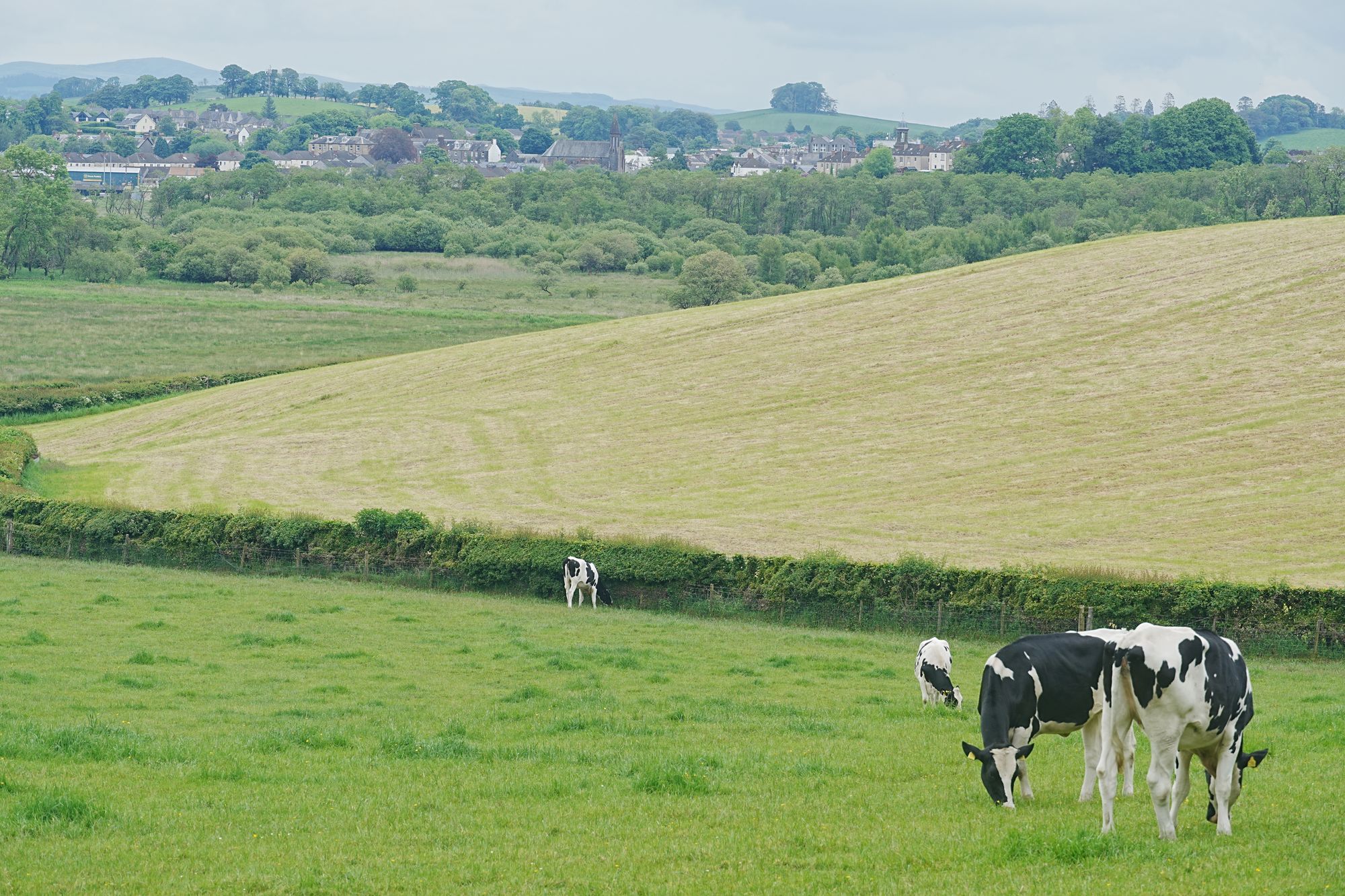 South Scotland invention aims to transform dairy industry