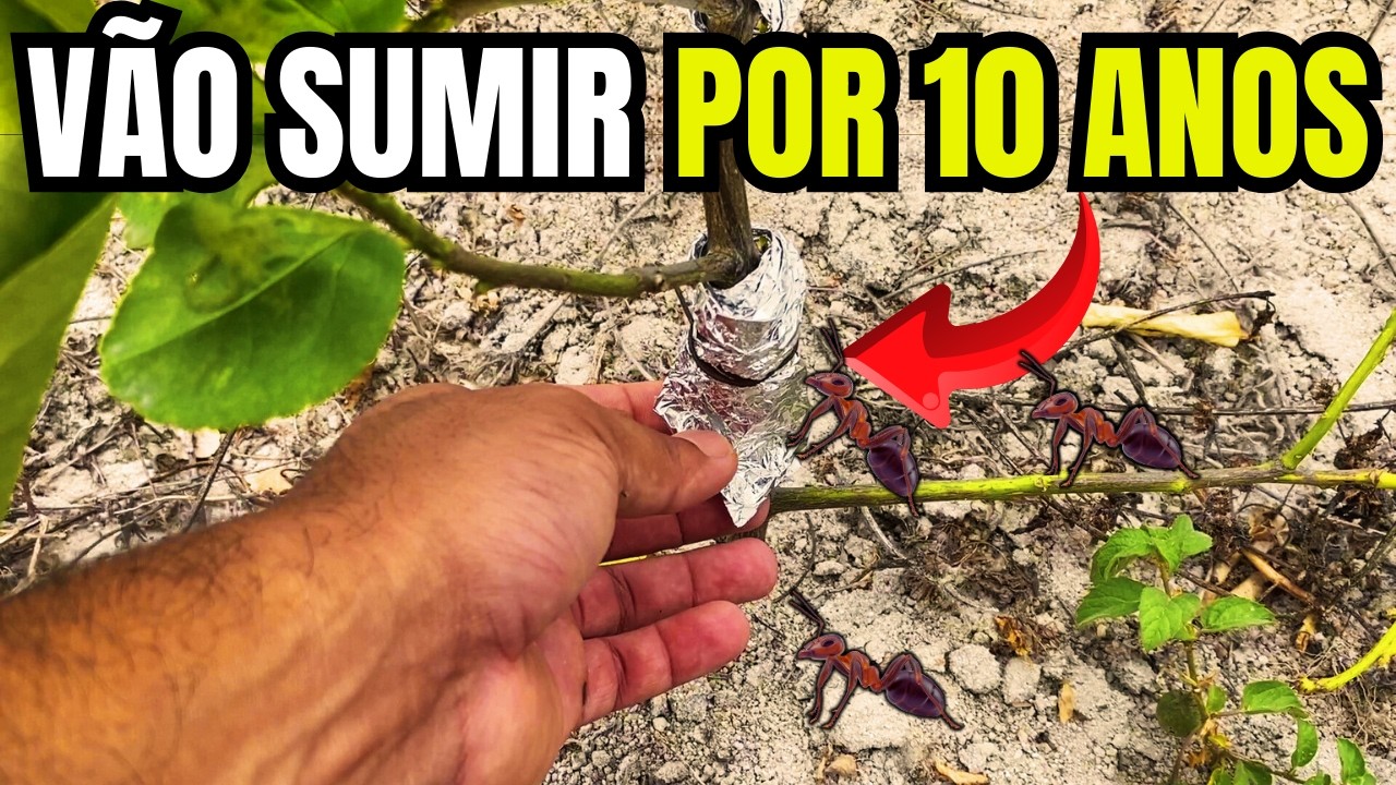 Use isto e todas as Formigas Desaparecem Imediatamente