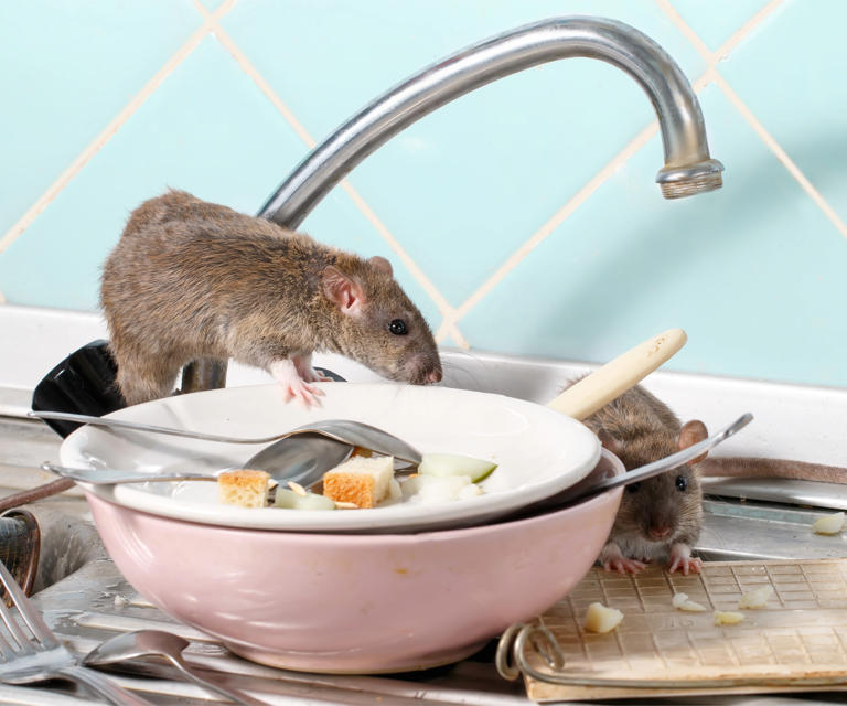 How to get rid of rats in your home in 6 simple (and fast) steps