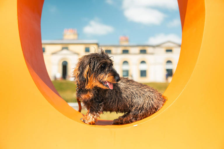 A celebration of canine companionship: Goodwoof’s opening parade to ...