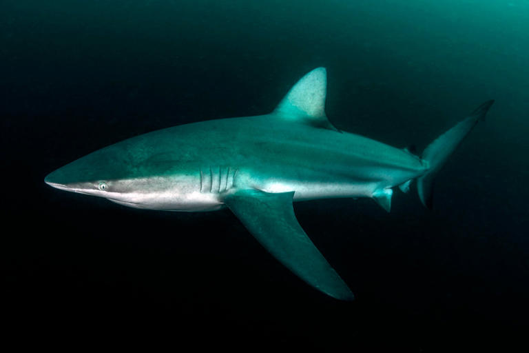 Sharks from species once thought harmless kill and eat snorkeler in ...
