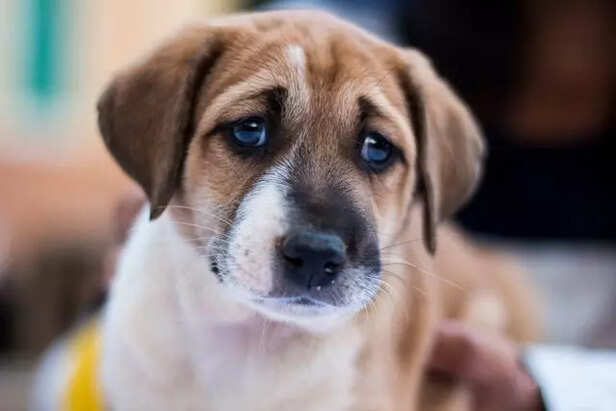 7 Warning Signs Your Dog Needs Medical Attention