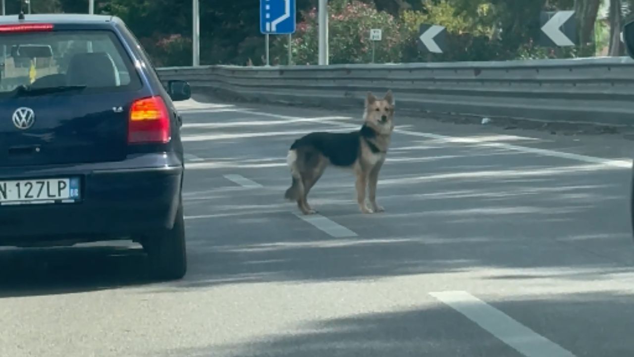 Traffic comes to a stop when a dog decides to rule the ring road