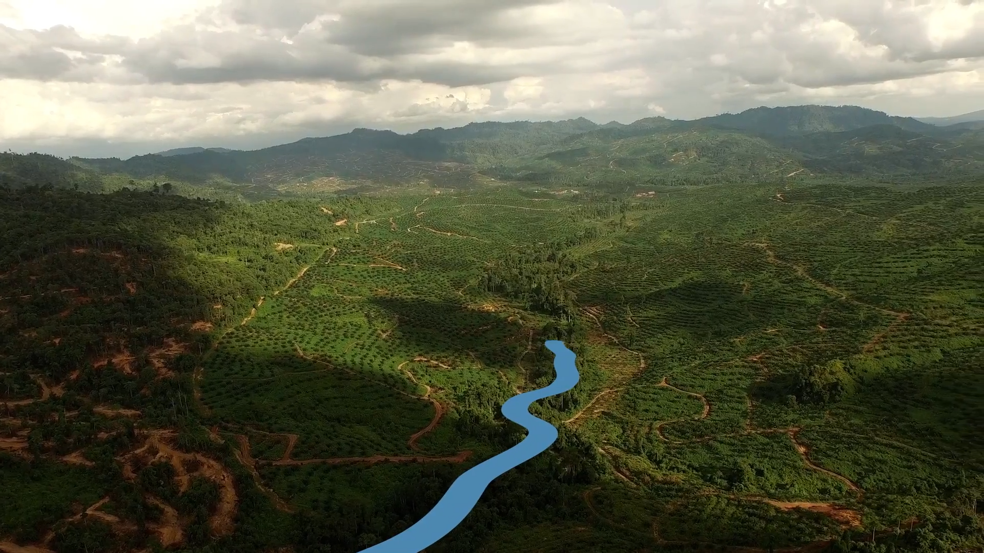 How we can actually save the rainforest