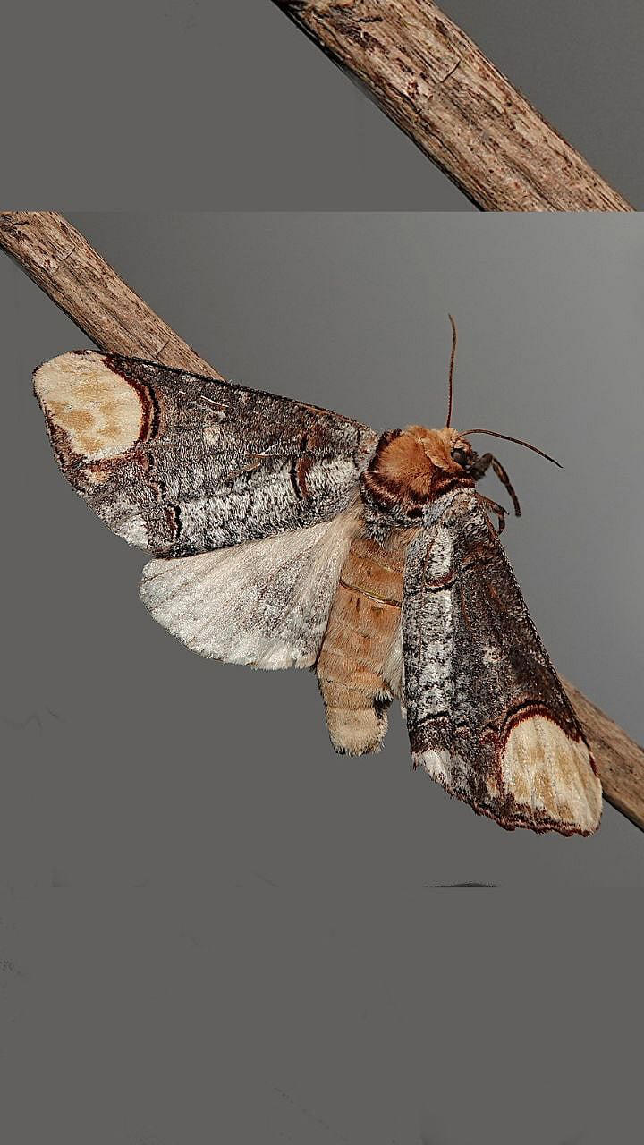 Buff Tip Moth : तुम्हीच ओळखा, लाकडाचा तुकडा की फुलपाखरु