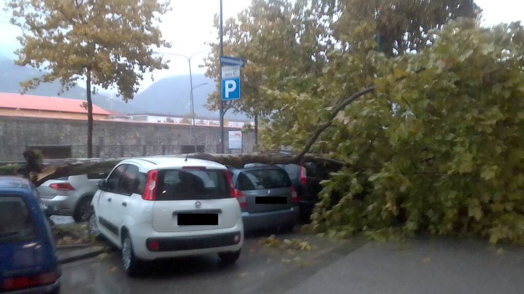 Maltempo in città: albero si schianta sulle auto parcheggiate in Viale ...