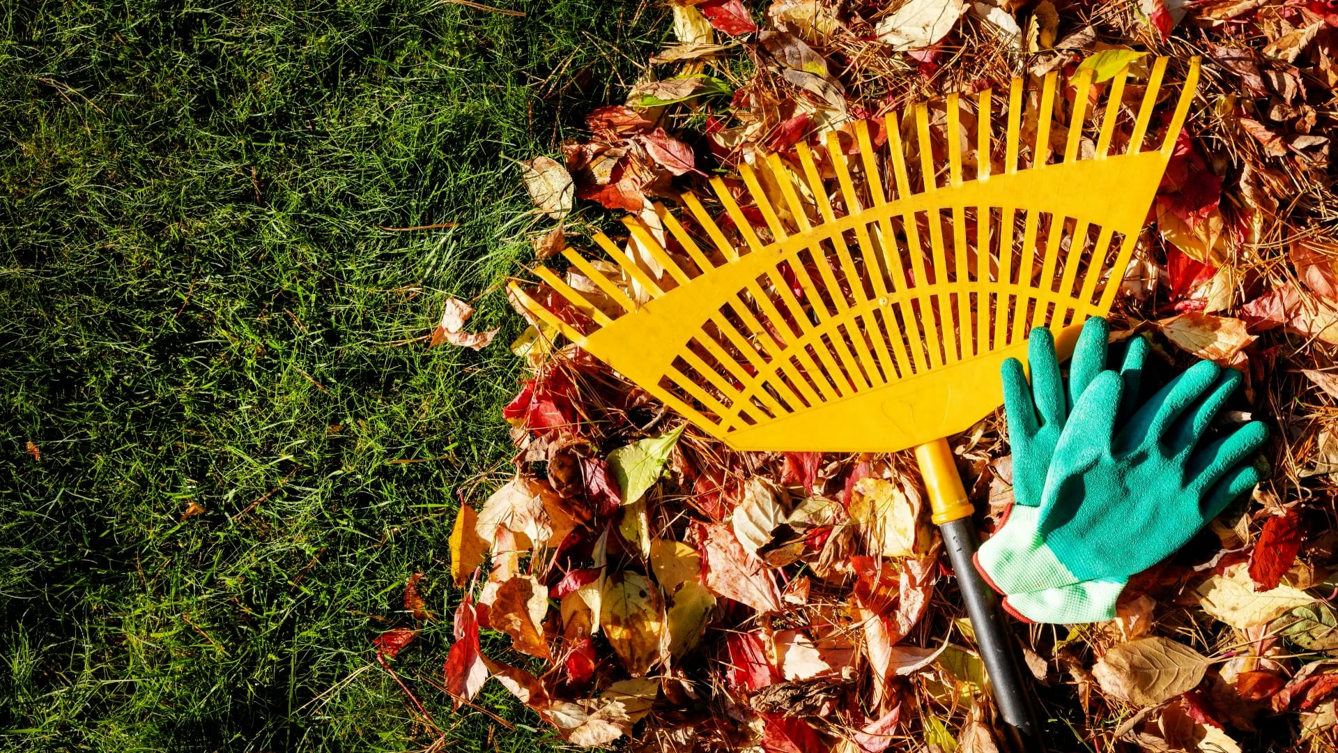 Why you should skip raking leaves this fall