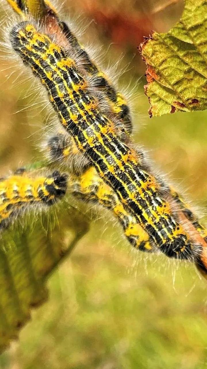 Buff Tip Moth : तुम्हीच ओळखा, लाकडाचा तुकडा की फुलपाखरु