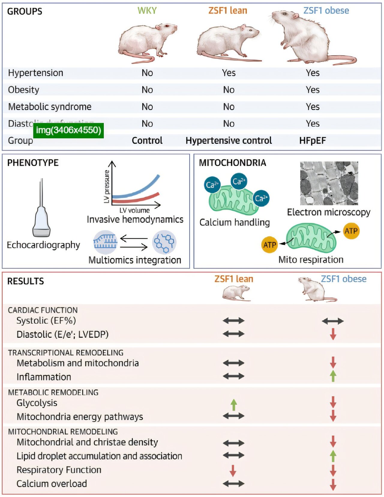 Researchers uncover metabolic mysteries behind heart failure