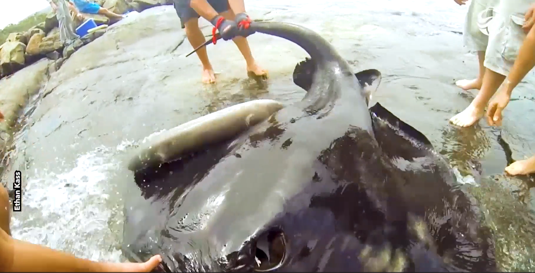 Beachgoers Join Forces to Rescue Massive Bull Stingray Trapped Under a Rock