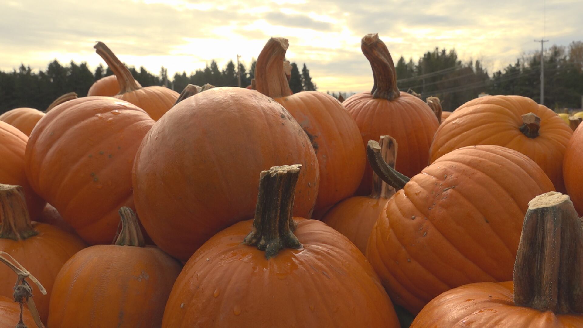 LIST: Fall festivities across Southern Kentucky