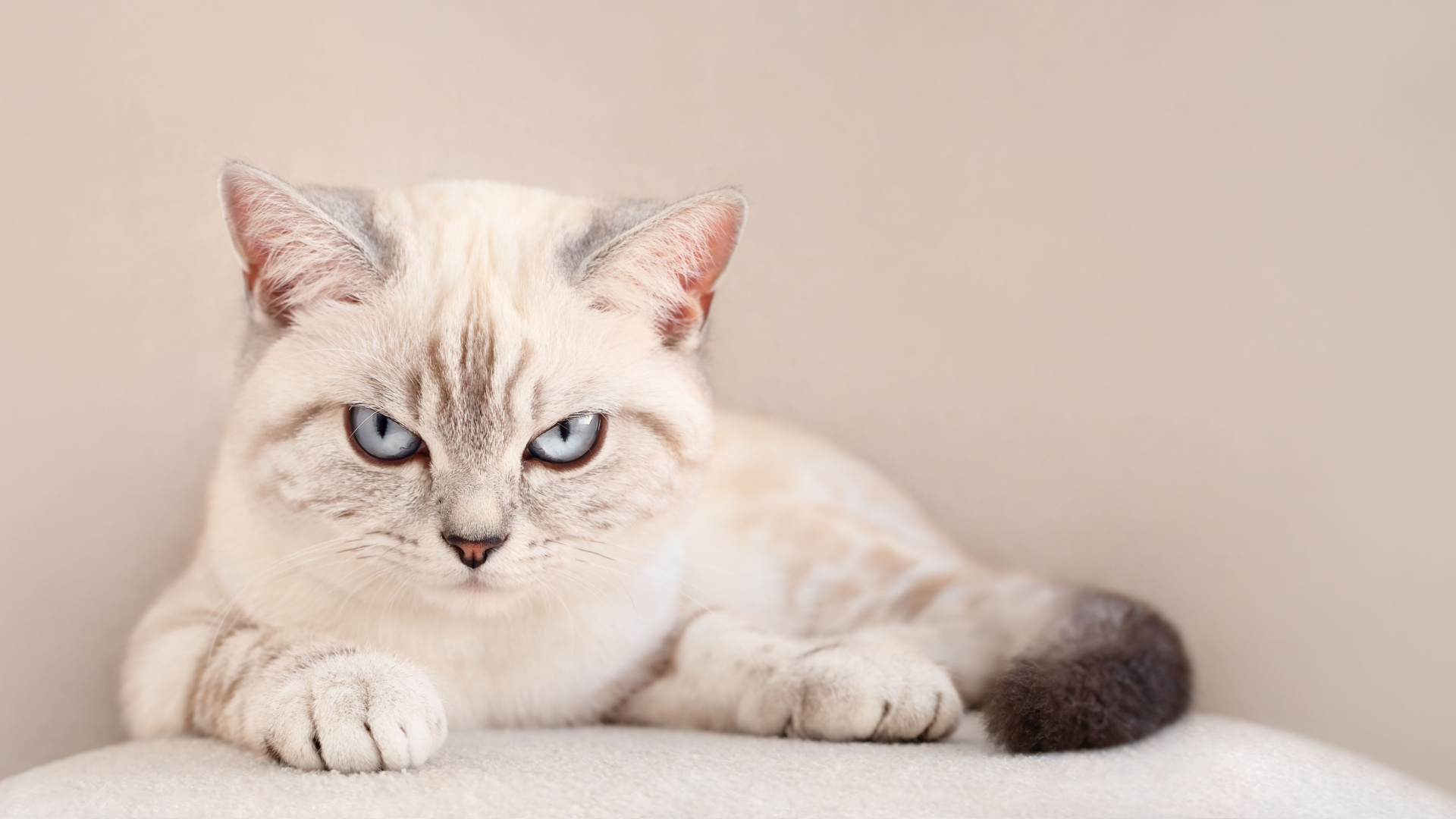 11 Signs Your Cat Is Miserable Living With You