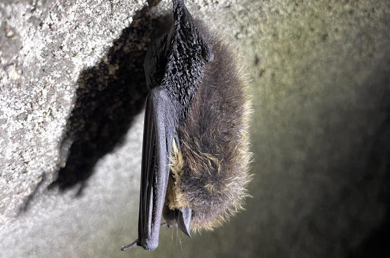 Wide variety of bats overwinter in Finnish rock habitats, study finds