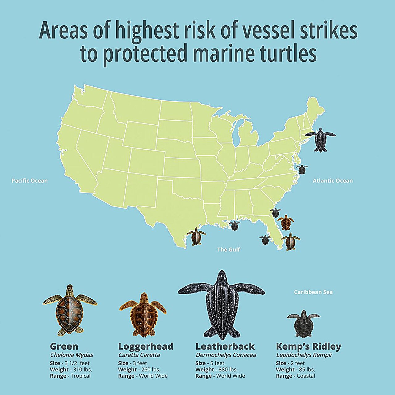 Advancing sea turtle conservation strategies by locating the highest ...