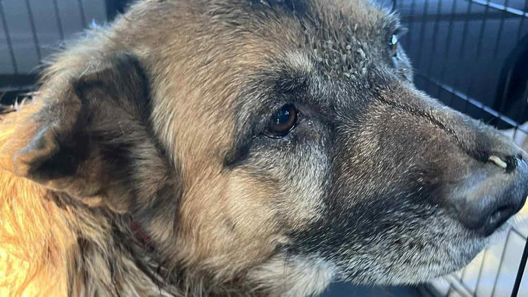 Man arrested, charged with animal cruelty in injured dog case