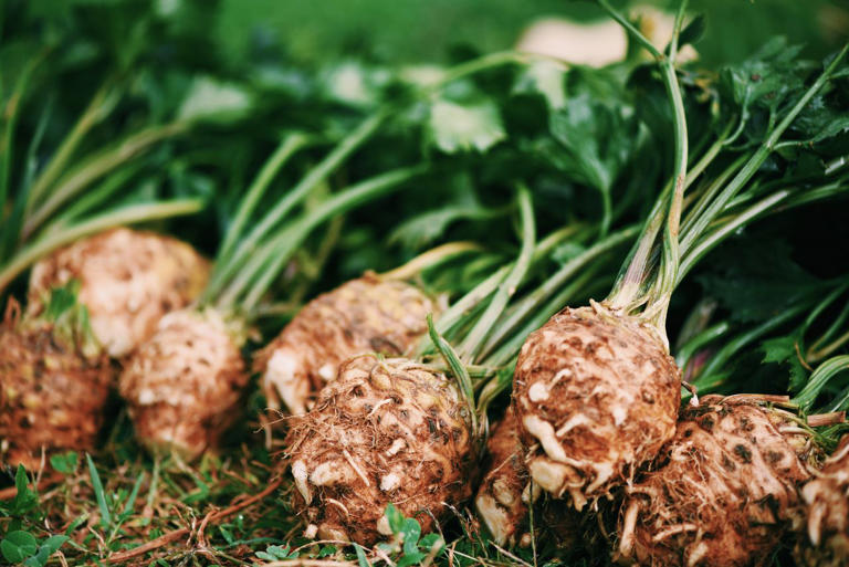 13 healthiest root vegetables
