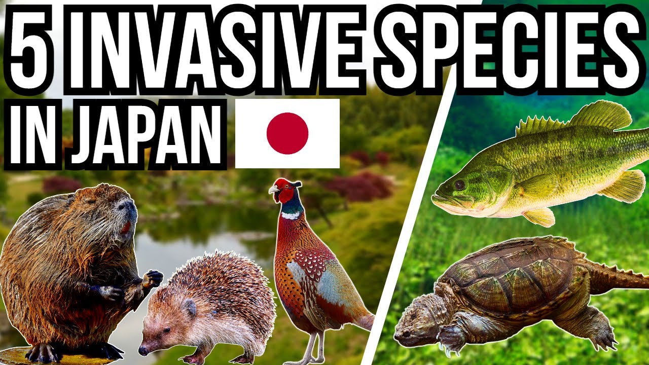 The Hidden Invaders Threatening Japan’s Wildlife