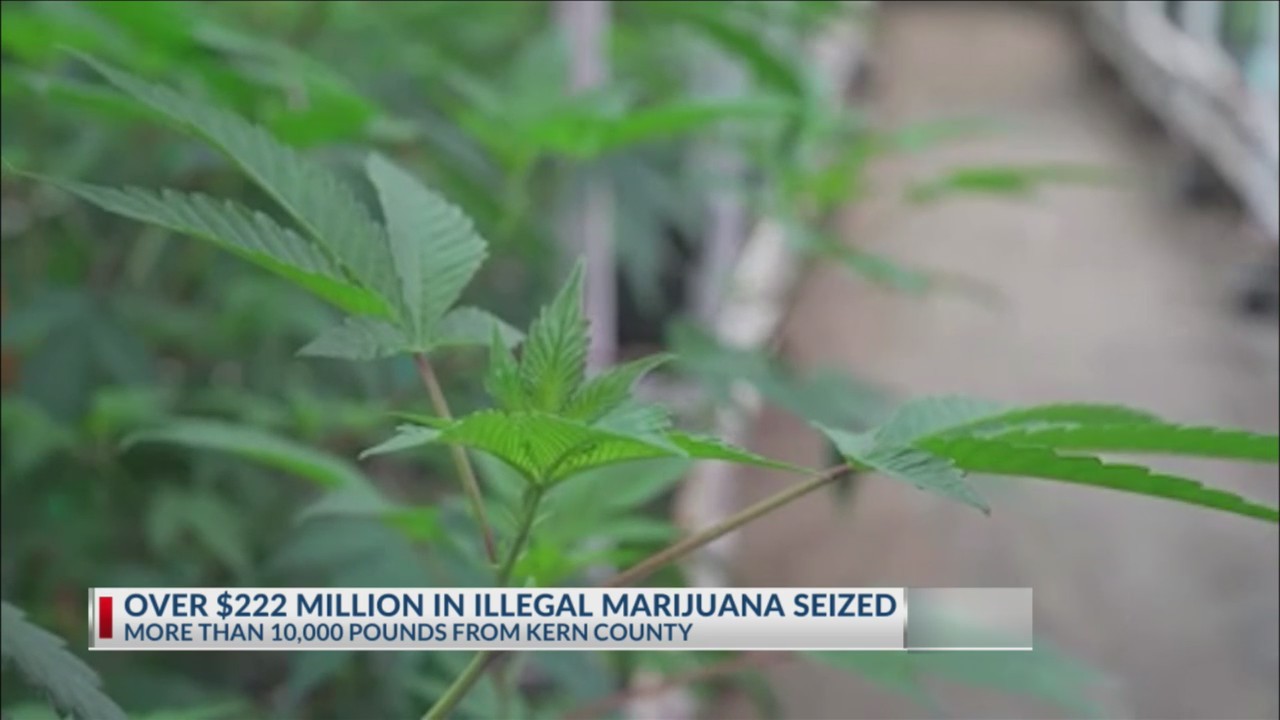 Over $222 million in illegal marijuana seized in California, over ...