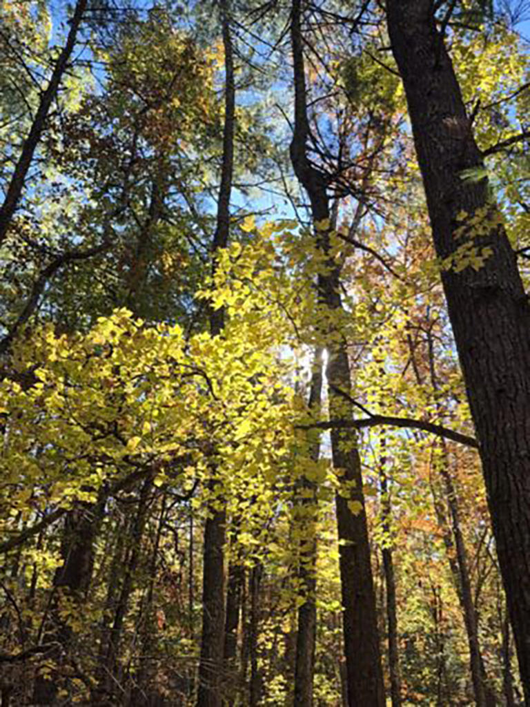 Fall colors are peaking during week five of fall foliage