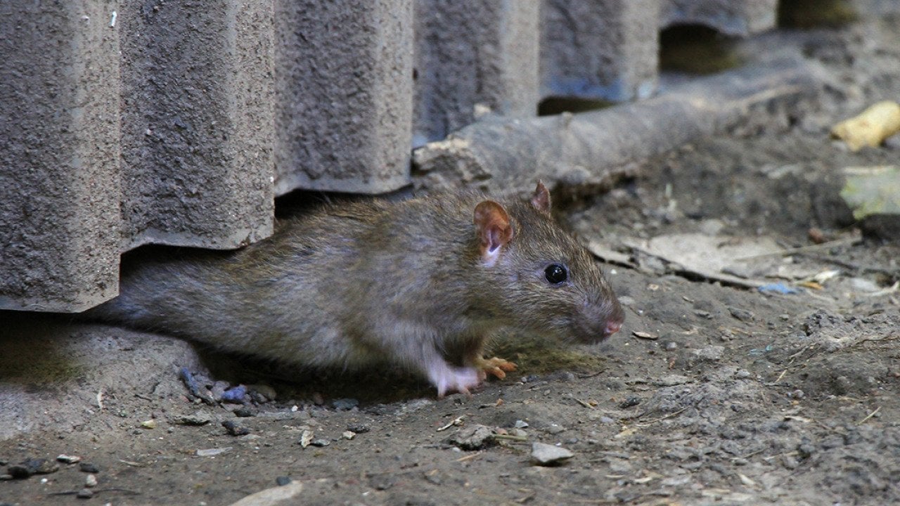 Critters main image 1